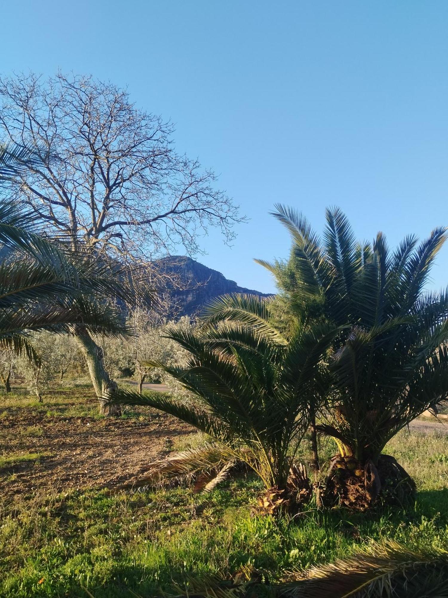 Mas De Manresa Leilighet Horta de Sant Joan Eksteriør bilde